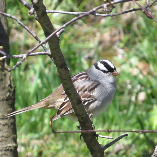 Bruant à couronne blanche