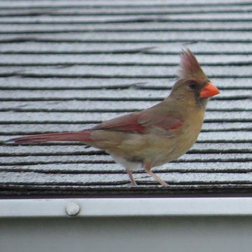 Cardinal femelle