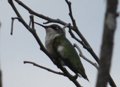 Colibri à gorge rubis