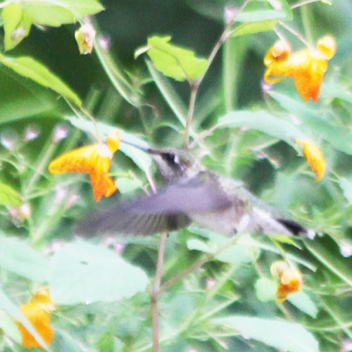 Colibri à gorge rubis
