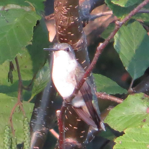 Colibri à gorge rubis