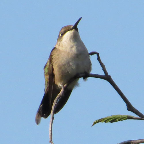 Colibri à gorge rubis